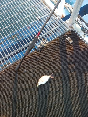 タイの釣果