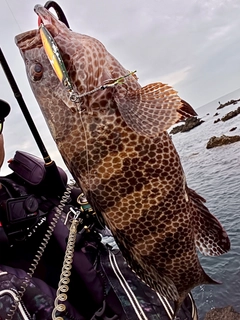 オオモンハタの釣果