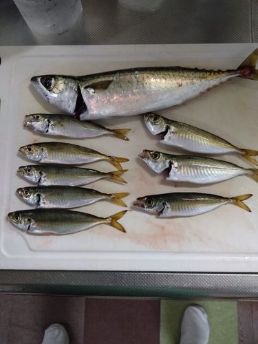 サバの釣果