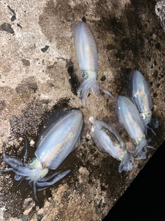 アオリイカの釣果