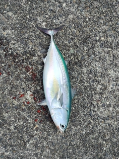 ヒラソウダの釣果