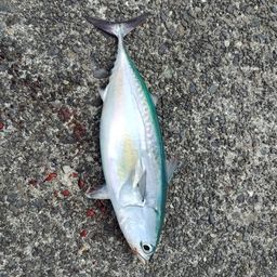 ヒラソウダ
