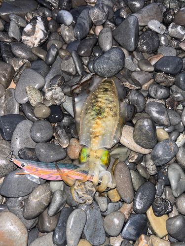 アオリイカの釣果