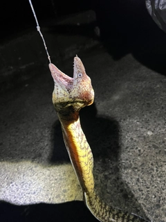 ウツボの釣果