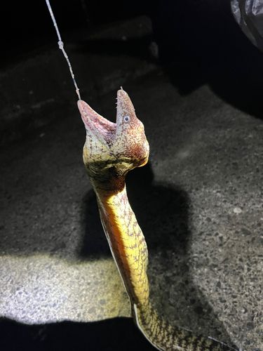 ウツボの釣果