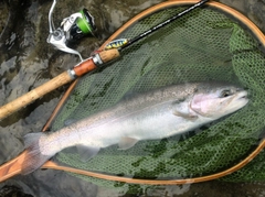 ニジマスの釣果