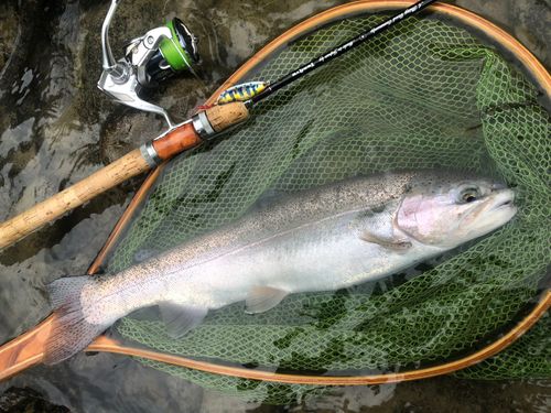 ニジマスの釣果