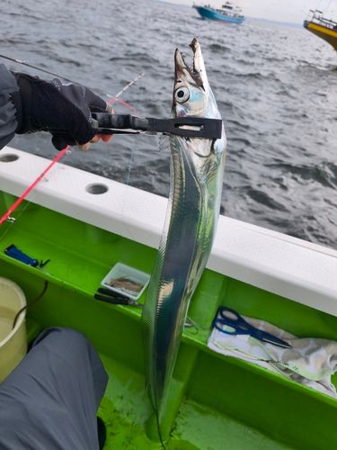 タチウオの釣果