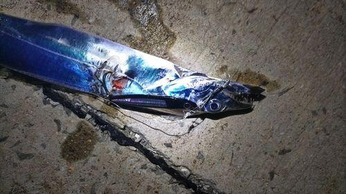 タチウオの釣果
