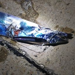 タチウオ