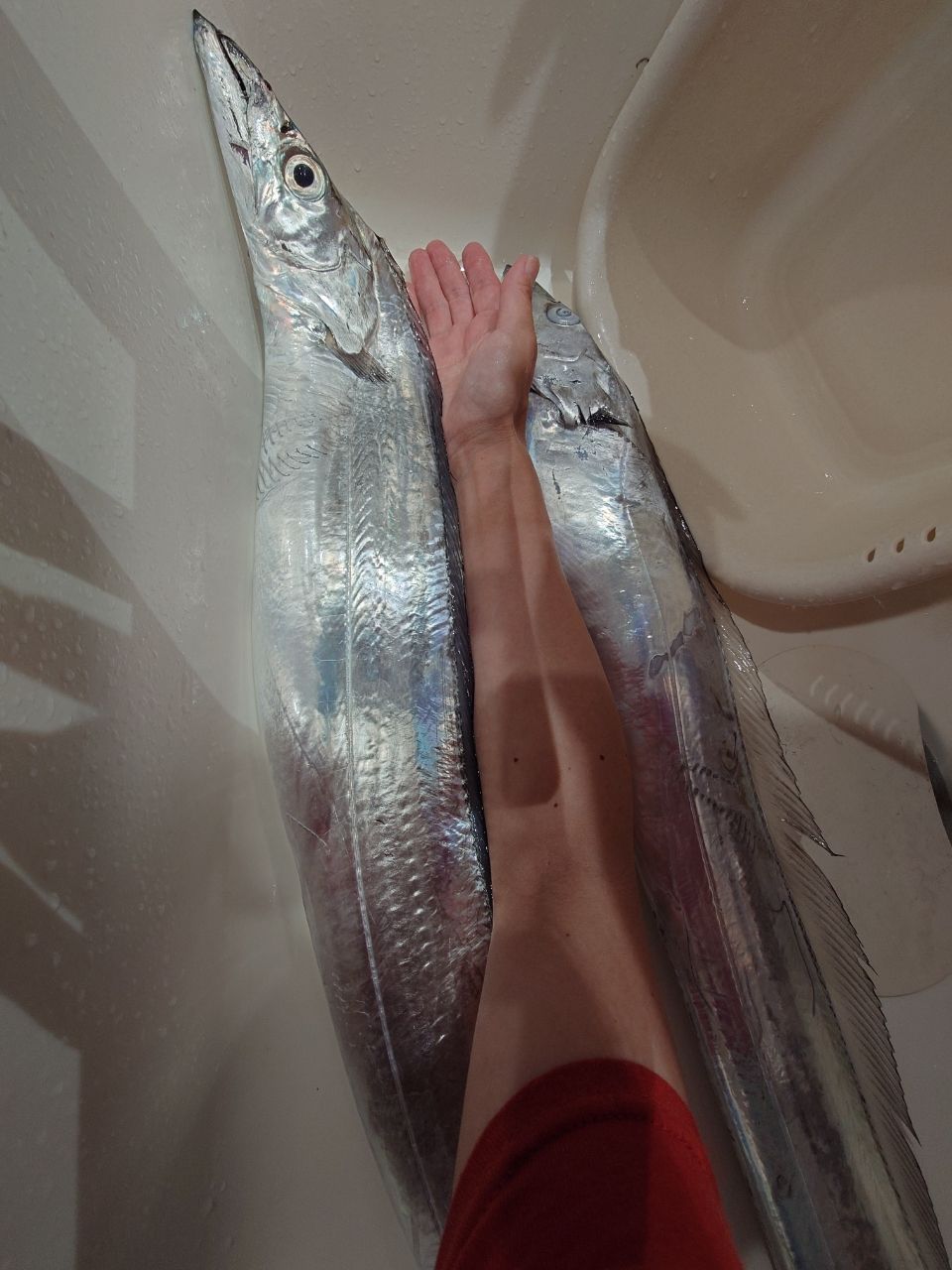 はくさい🎣🐟さんの釣果 3枚目の画像