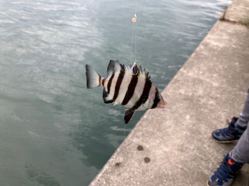 イシダイの釣果