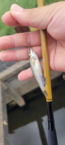 タモロコの釣果