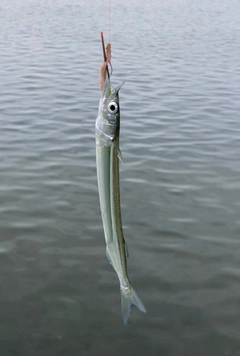 サヨリの釣果