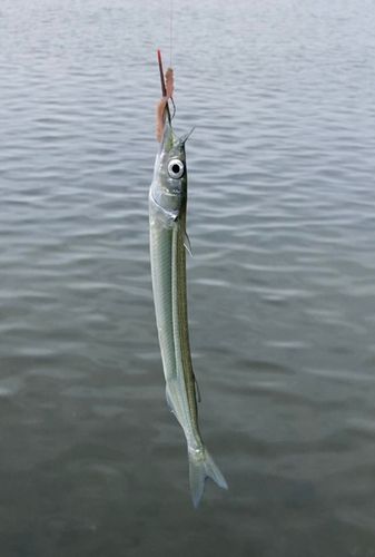 サヨリの釣果