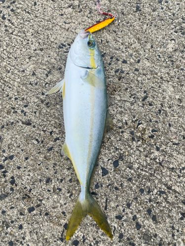 コゾクラの釣果