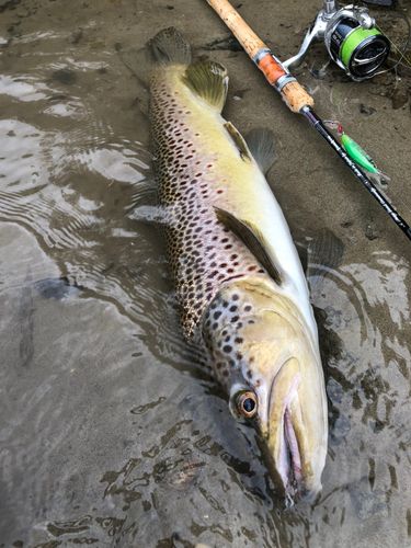 ブラウントラウトの釣果