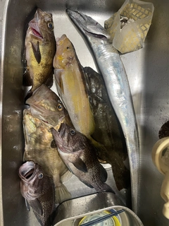 タチウオの釣果