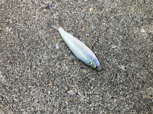 サッパの釣果