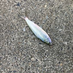 サッパ