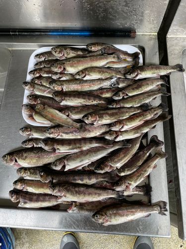 ニジマスの釣果