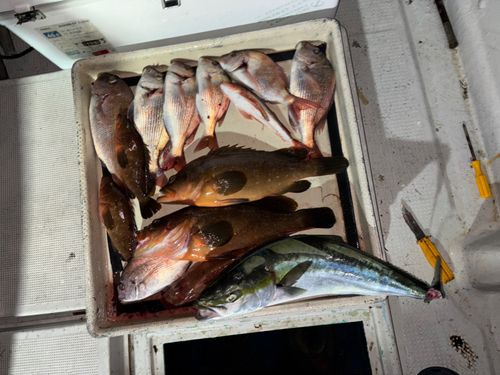 アコウの釣果