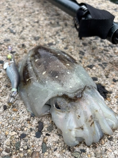 コウイカの釣果