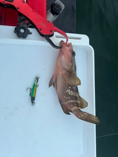 アコウの釣果