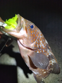 キジハタの釣果