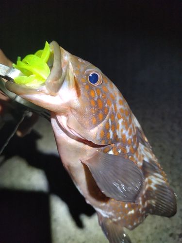 キジハタの釣果