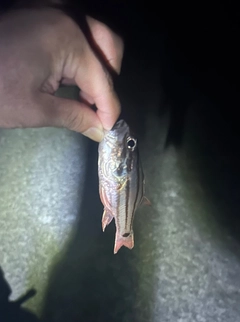 オオスジイシモチの釣果