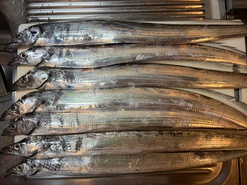 タチウオの釣果