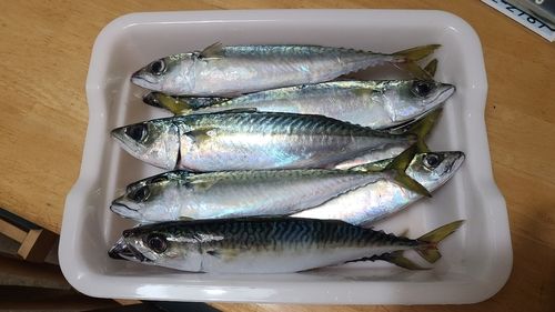 サバの釣果