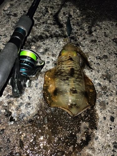 アオリイカの釣果