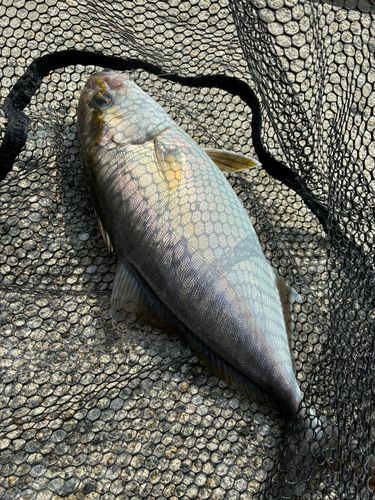 シオの釣果