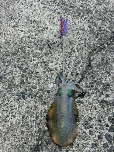アオリイカの釣果