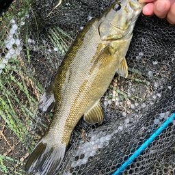 スモールマウスバス