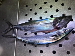 サゴシの釣果