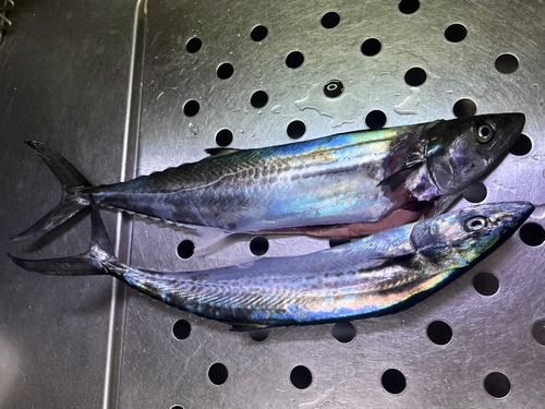 サゴシの釣果
