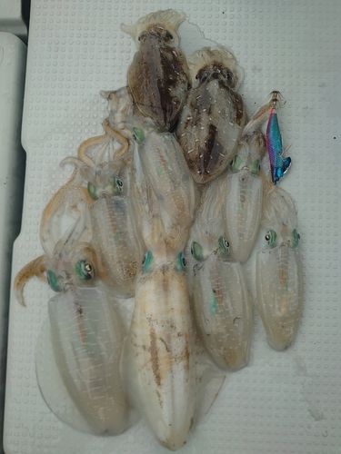 アオリイカの釣果