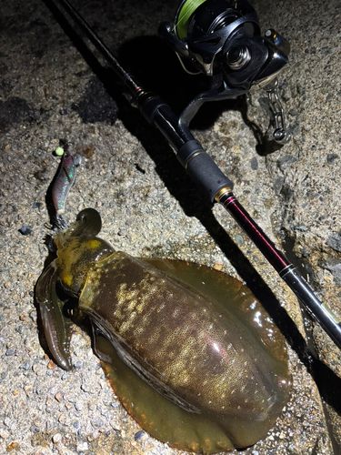 アオリイカの釣果