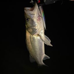 フッコ（マルスズキ）