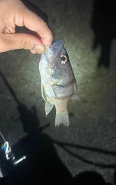 ヨコスジイシモチの釣果