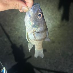 ヨコスジイシモチ