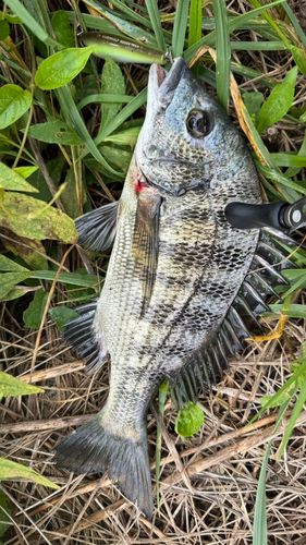 チヌの釣果