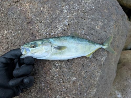 ツバスの釣果