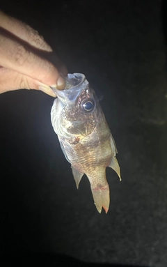 ヨコスジイシモチの釣果