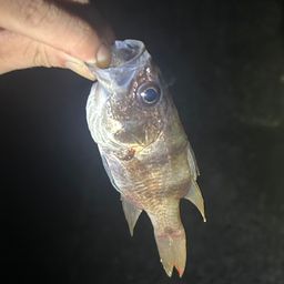 ヨコスジイシモチ