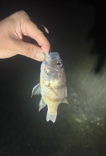 ヨコスジイシモチの釣果
