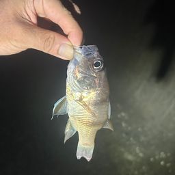ヨコスジイシモチ